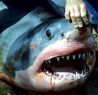 Carcharodon carcharias_010.jpg